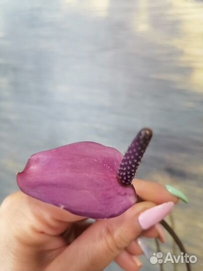 Продам антуриум