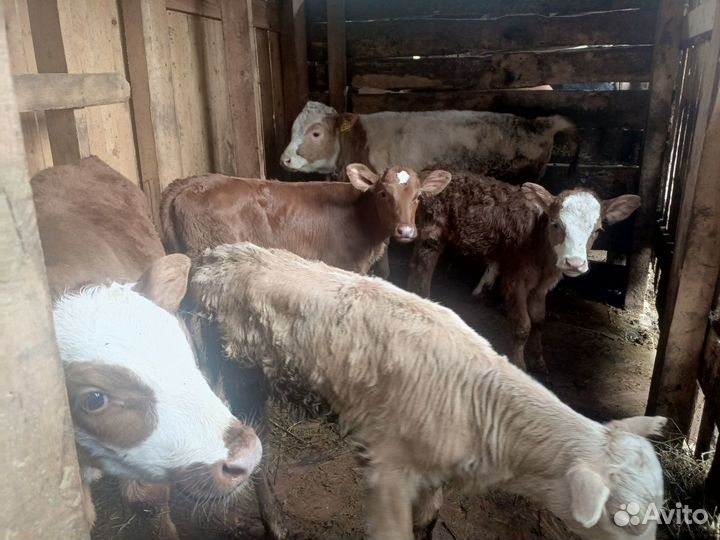 Тёлочки и бычок