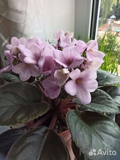 Фиалка Optimara Izabella