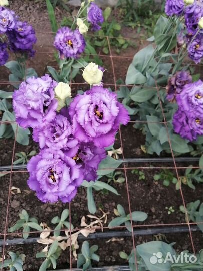 Цветы эустома