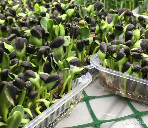 Микрозелень подсолнух