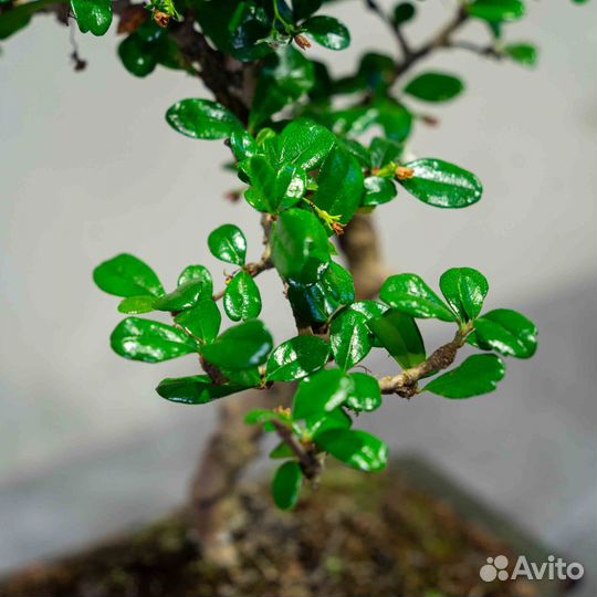 Дерево Бонсай - Кармона в стиле Мойоги 8 лет