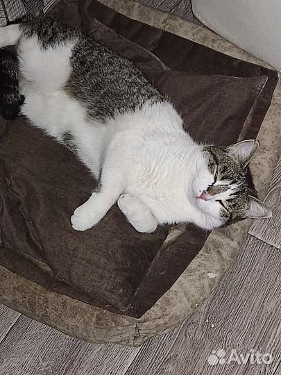 Кошка