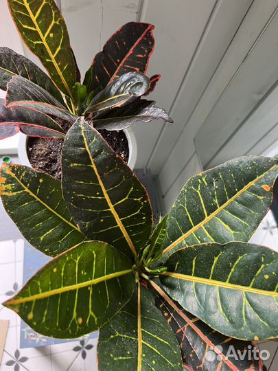 Кодиеум Кротон. Комнатные растения
