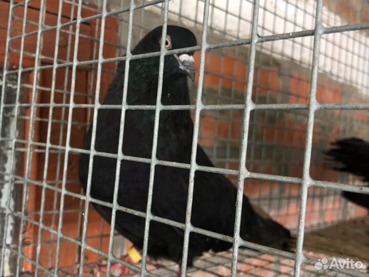 Голуби,Николаевские, бабочки