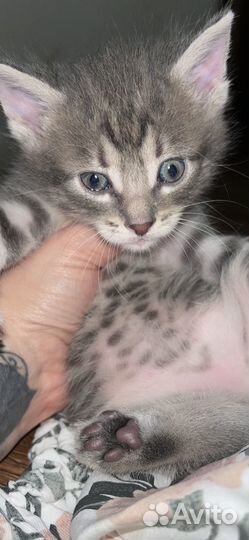 Кошка в дар