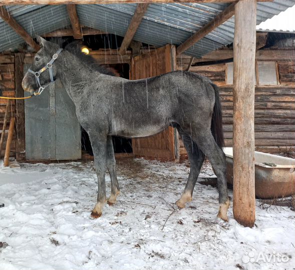 Орловские рысаки