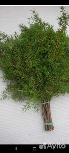 Веники хвойные