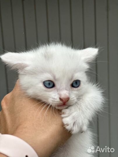 Кошки бесплатно