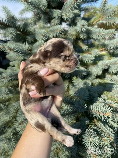 Девочка шокомерле