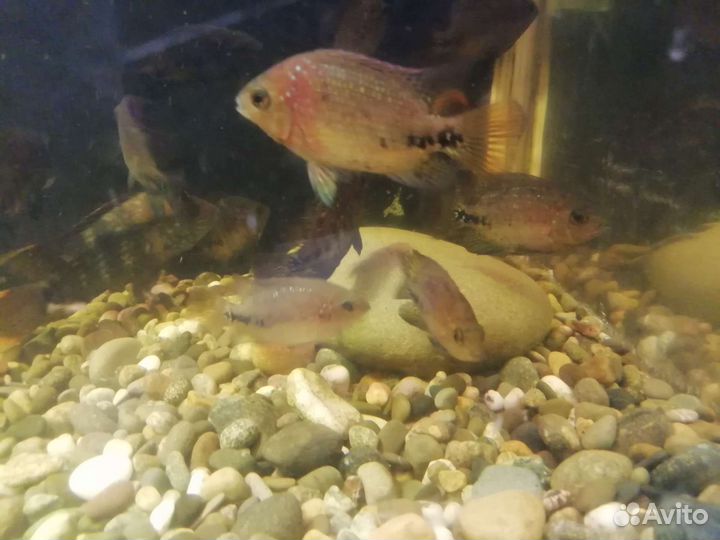 Радужная цихлазома малёк