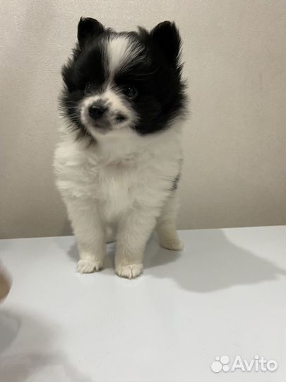 Щенки шпица