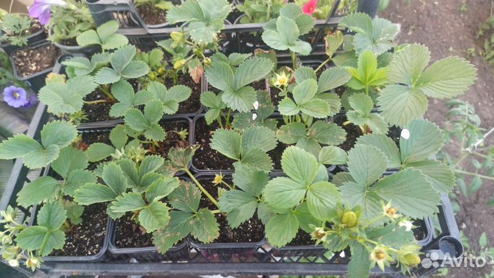 Рассада клубники