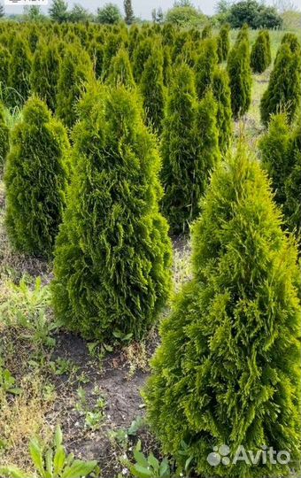 Туя смарагд