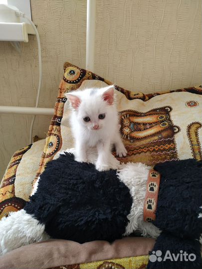 Котëнок в дар