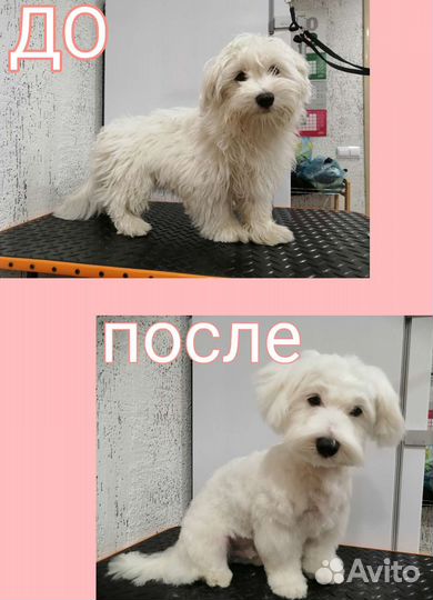 Уход за животными