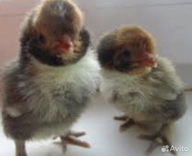 Цыплята суточные