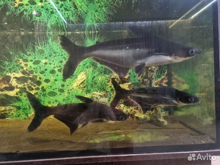 Аквариумные рыбки