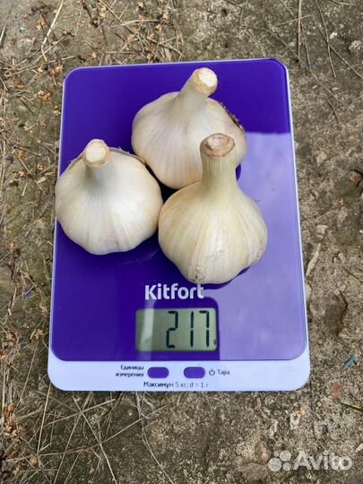 Чеснок для еды и на посадку