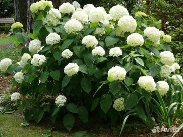 Гортензия крупнолистная голубая, Розовая