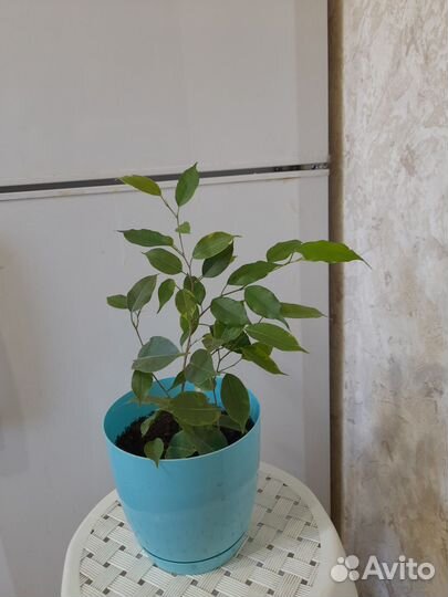 Фикусы бенджамина