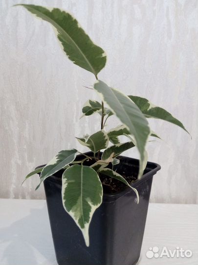Комнатные цветы фикус