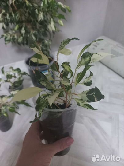 Комнатные цветы
