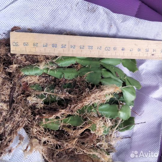 Декабрист шлюмбергера белый