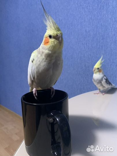 Попугаи кореллы