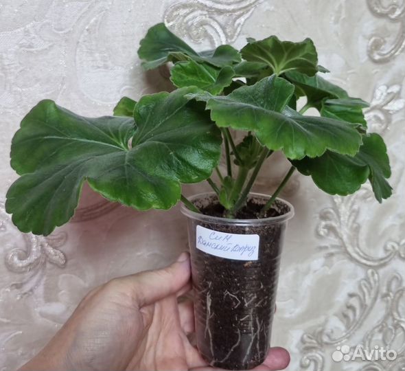 Пеларгония сортовая Сим Дамский Каприз