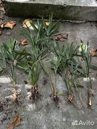 Пальма трахикарпус