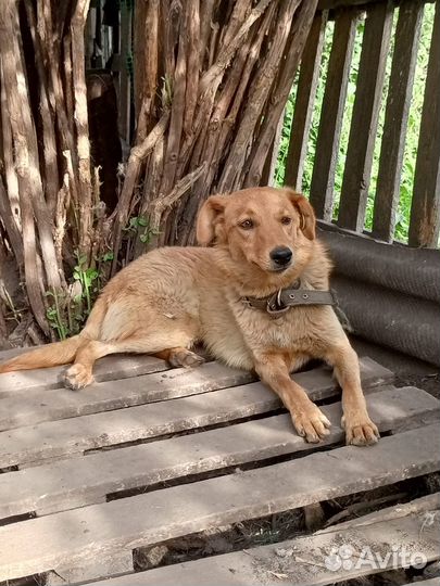 Отдам в добрые руки