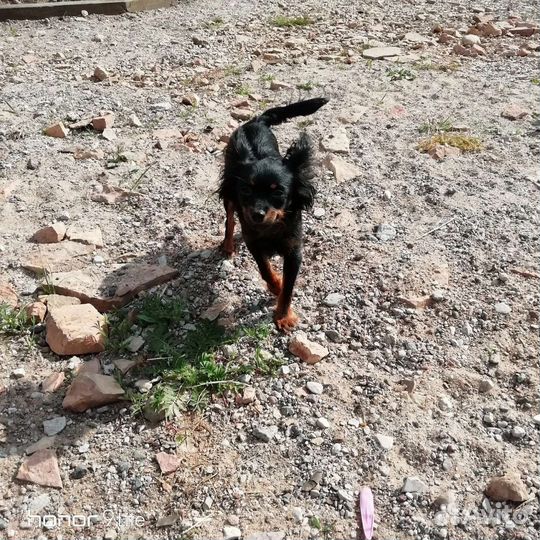Русский той длиник