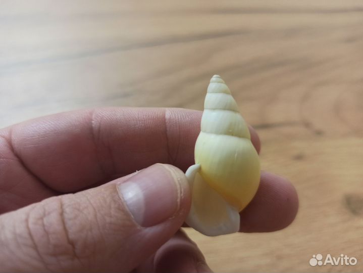 Морская раковина