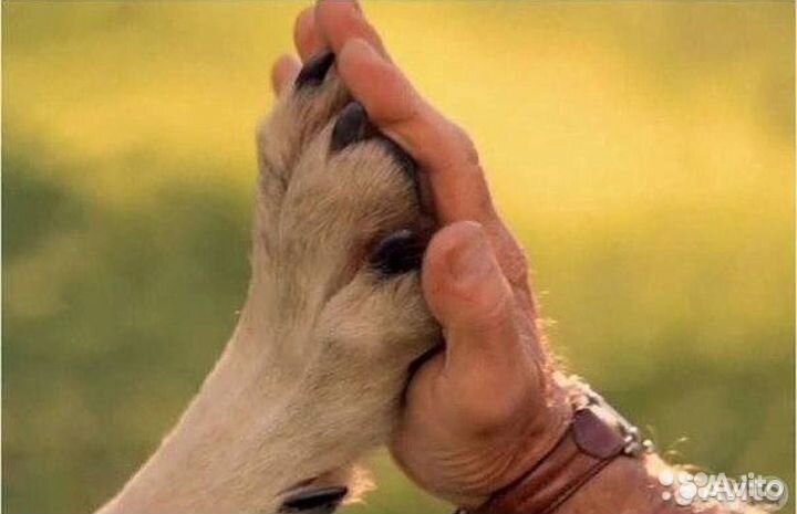 Ветеринарный врач на дом