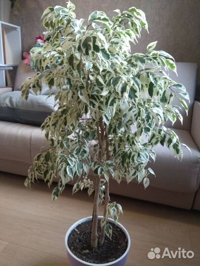 Комнатные цветы