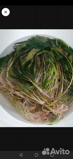 Водоросли для аквариума
