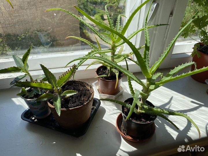 Лекарственные растения алоэ и каланхоэ