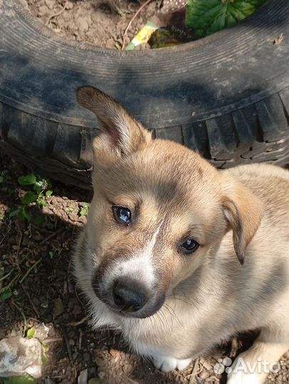 Собаки 1.5 месяца. Мама хаски