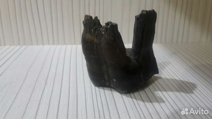 Палеонтология. Зубы млекопитающих. Зуб акулы