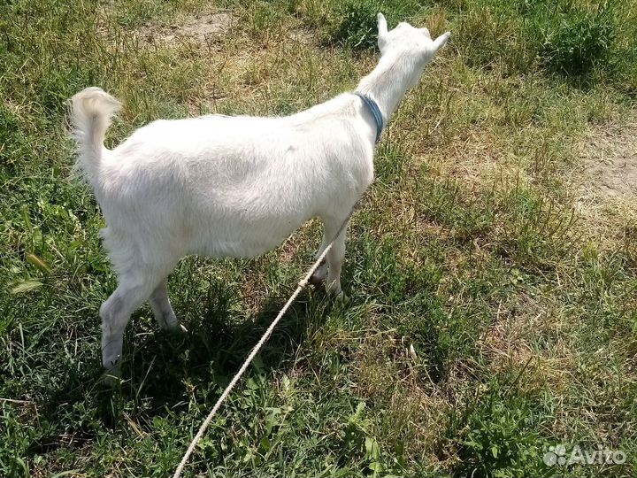 Козы ламанча