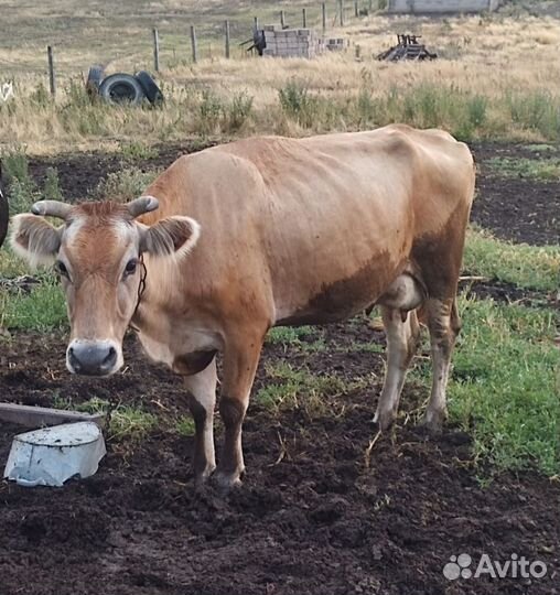 Корова дойная с теленком