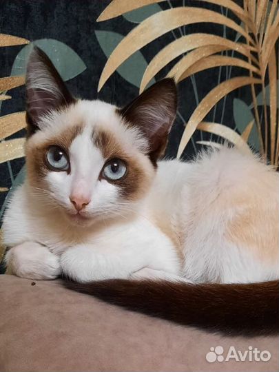 Котик, мальчик