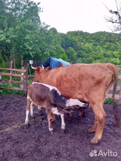 Корова и 2 бычка