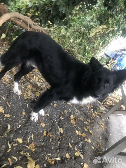 Собака в добрые руки Бордер колли