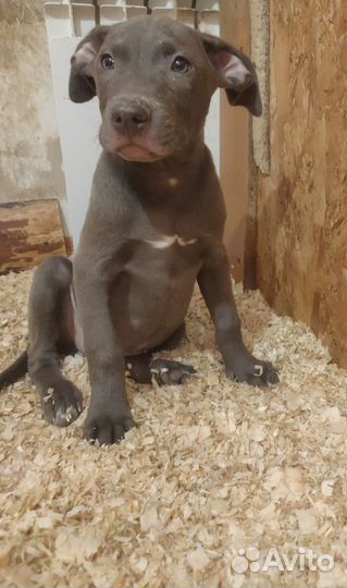 Американский питбультерьер щенки