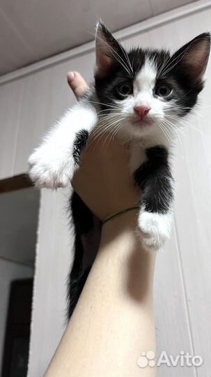 Котята. Ищем любящих хозяев