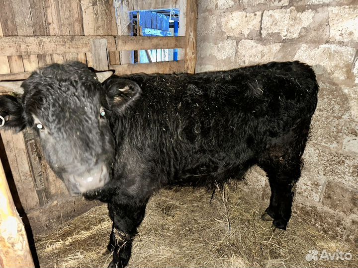 Бычки и быки