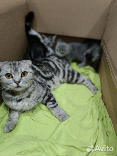 Шотландские кошечка