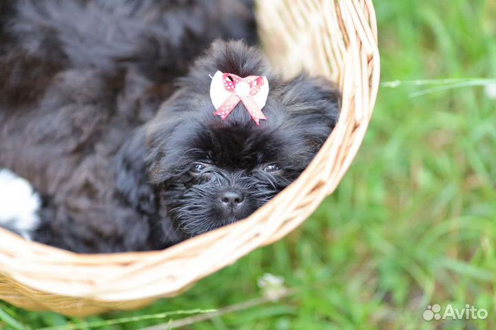 Мальчик ши-тцу выставочный от чемпиона